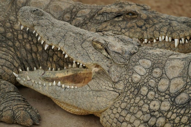 Avistamiento de Cocodrilos 17