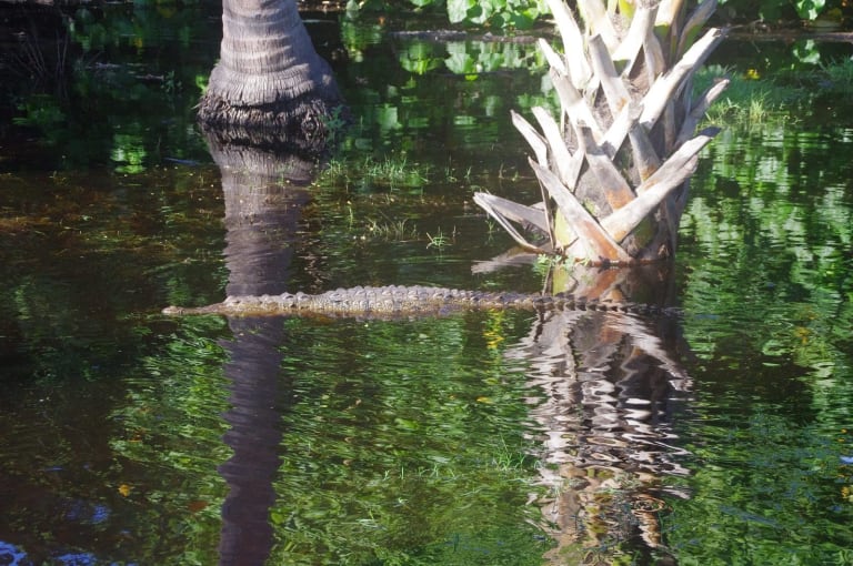 swimming crocodile