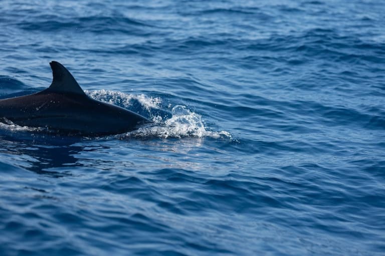 dolphin purto escondido