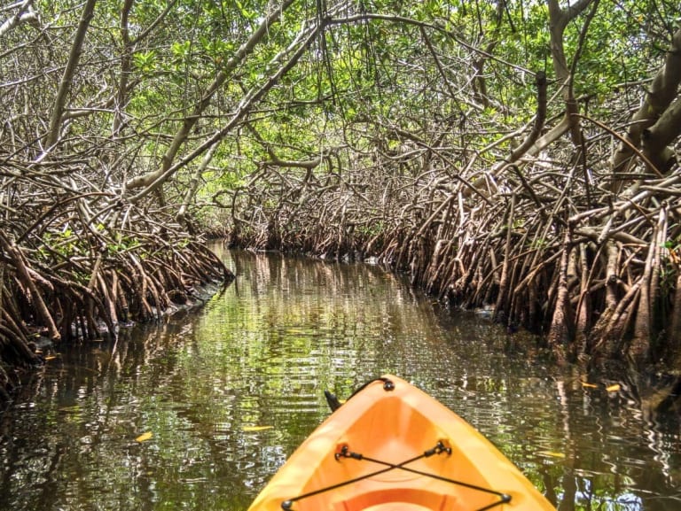kayak in the mangrove