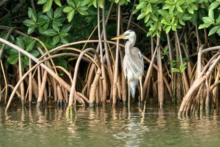 harret in the mangrove