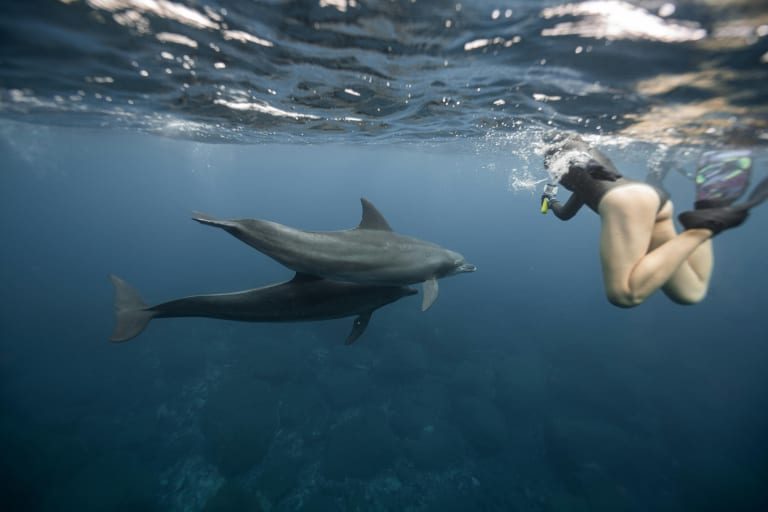 swimming with dolphins