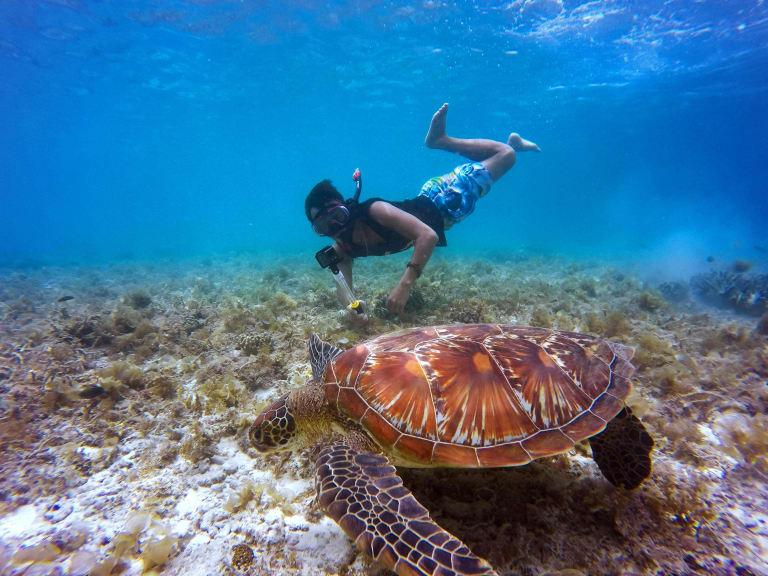swimming with turtles