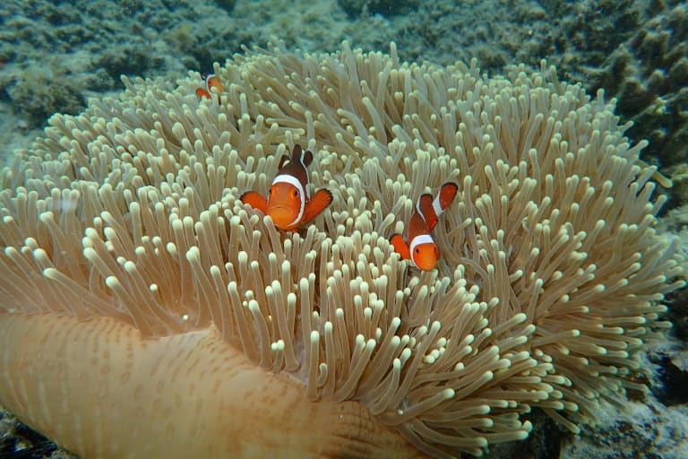 cute fishes