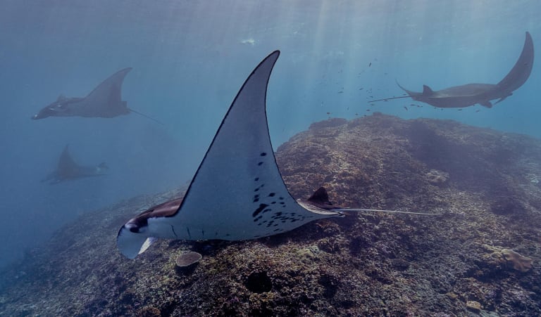 mobula rays swimming