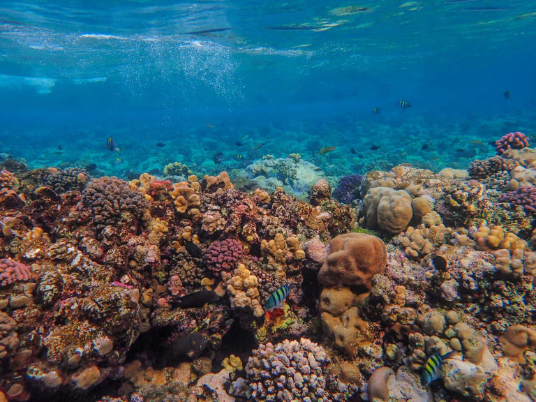 coral reef