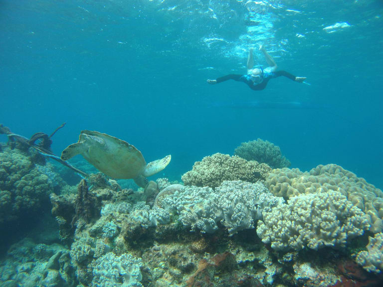 turtle snorkeling