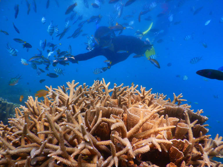 swimming with fishes