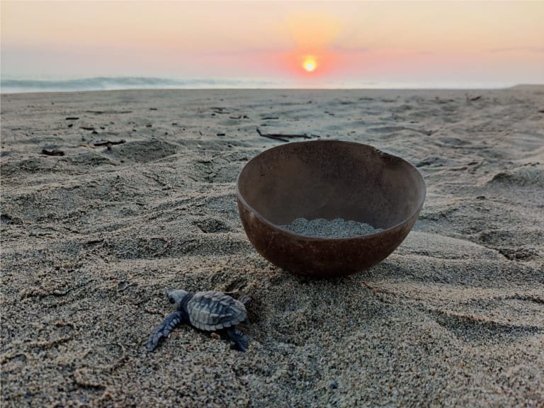 bébés tortues puerto escondido