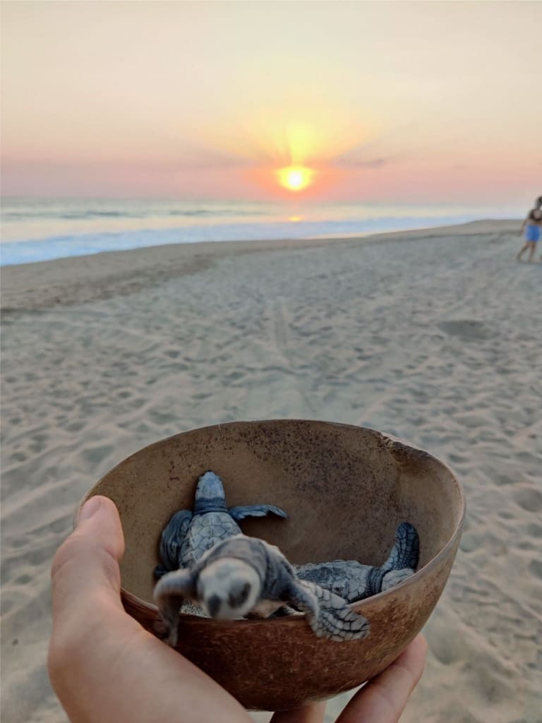 libération de bébés tortues