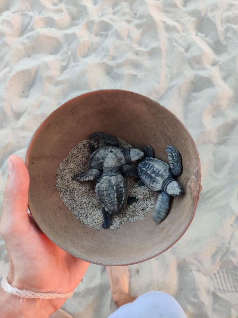 tortues marines nouveau-nées