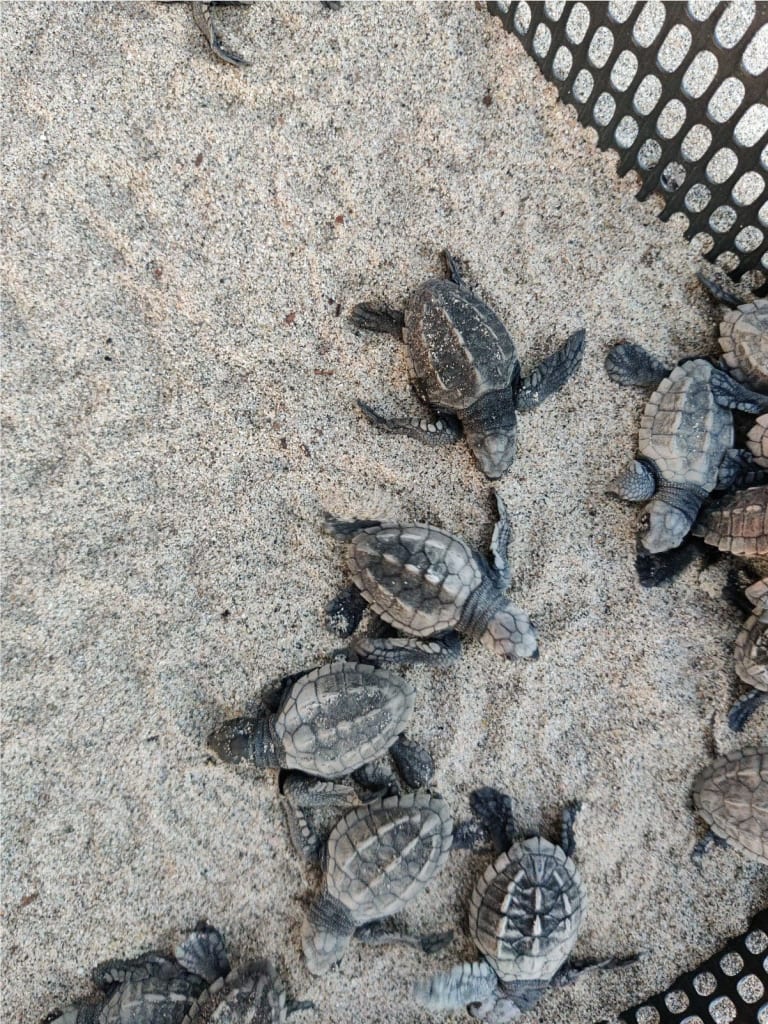 conservation des tortues marines