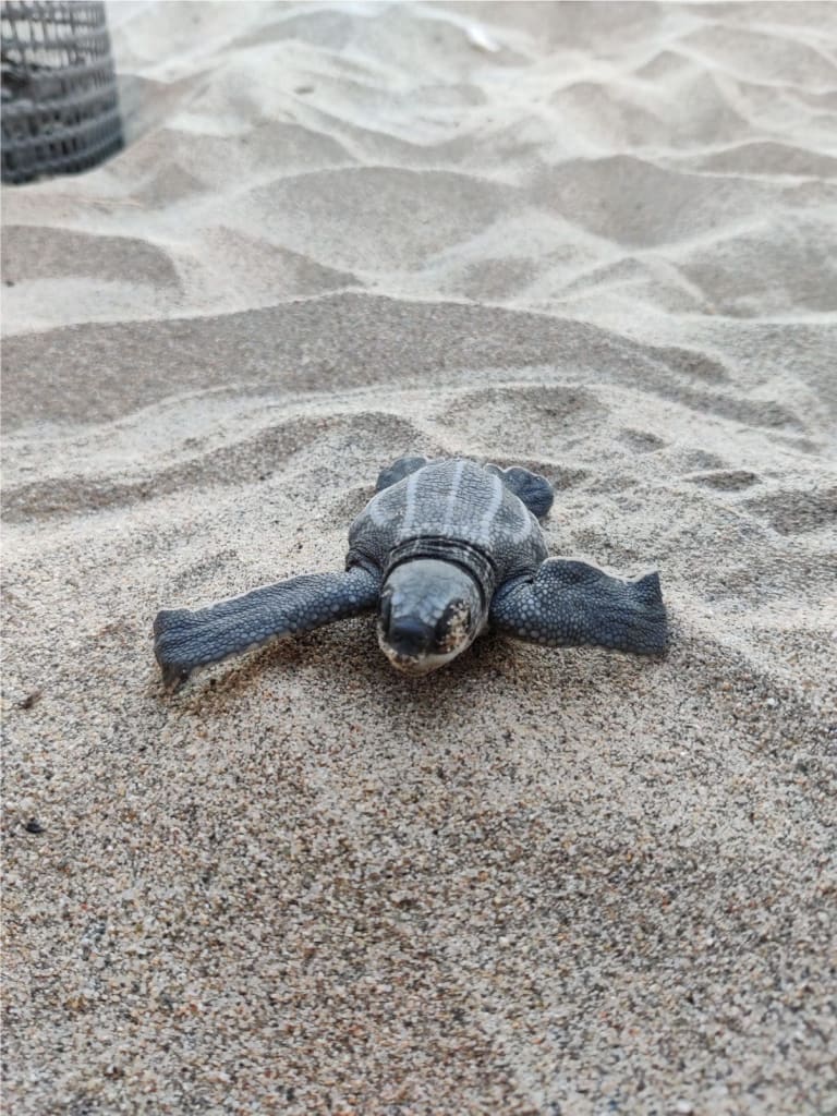 bébés tortues de mer à l'océan