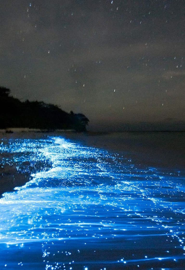 luminescent plankton