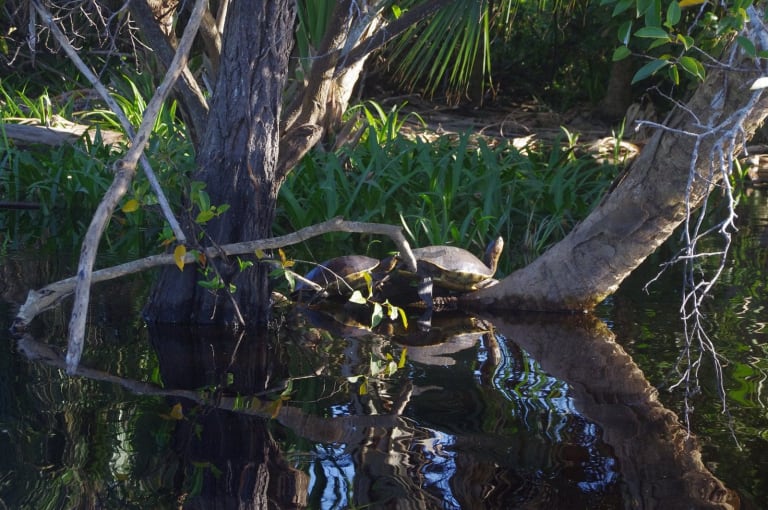 tortugas agua dulce