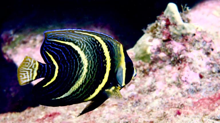 snorkeling puerto escondido