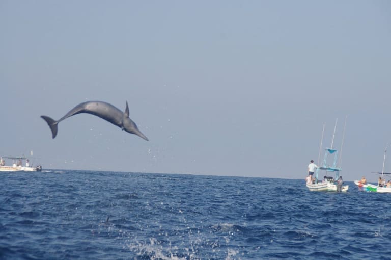 Observation de dauphins 4