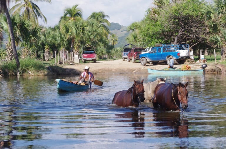 Chevaux nagent a Puerto Escondido