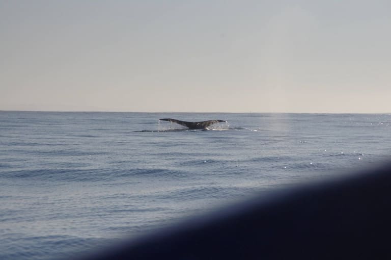 Queue de baleine a Puerto Escondido