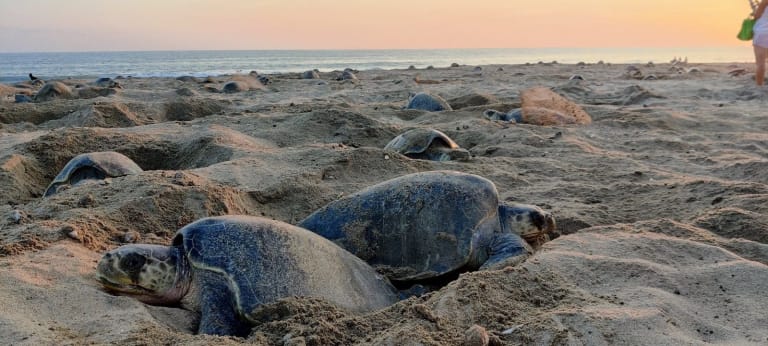 turtle arrival playa escobilla