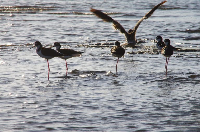 egrets in the lagoon