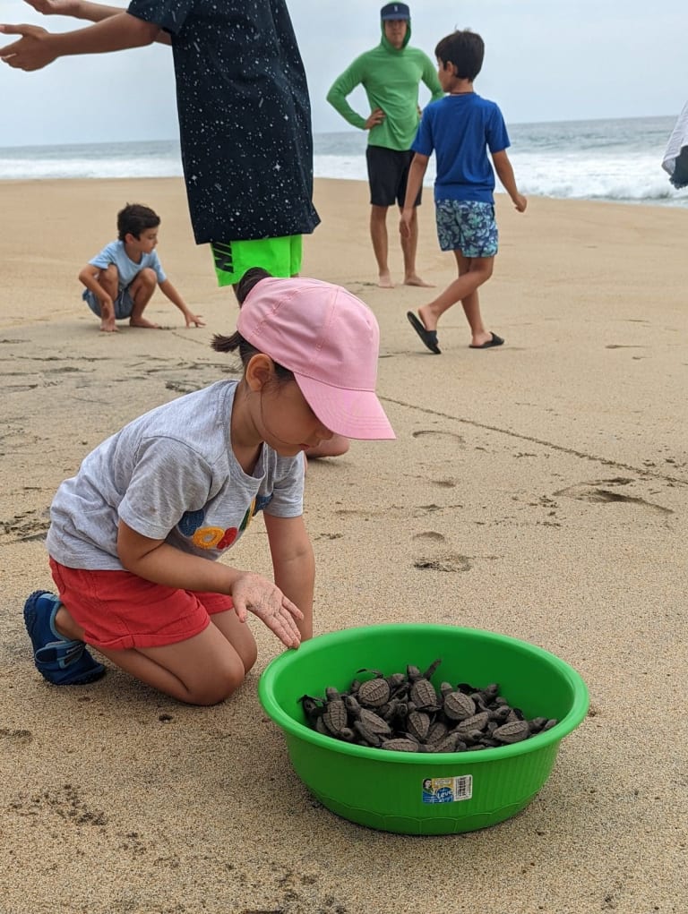 young girl releasing turtles