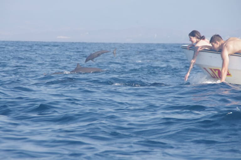 Whale watching 13