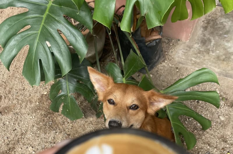 Sandala Café — photo 2