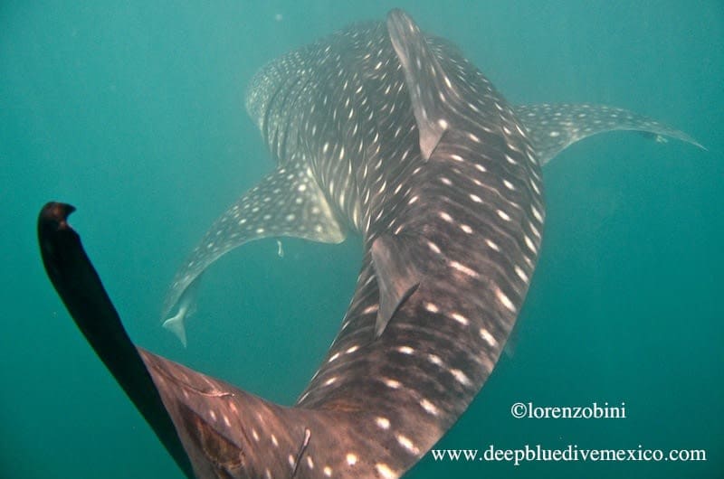 Deep Blue Dive Mexico — photo 1
