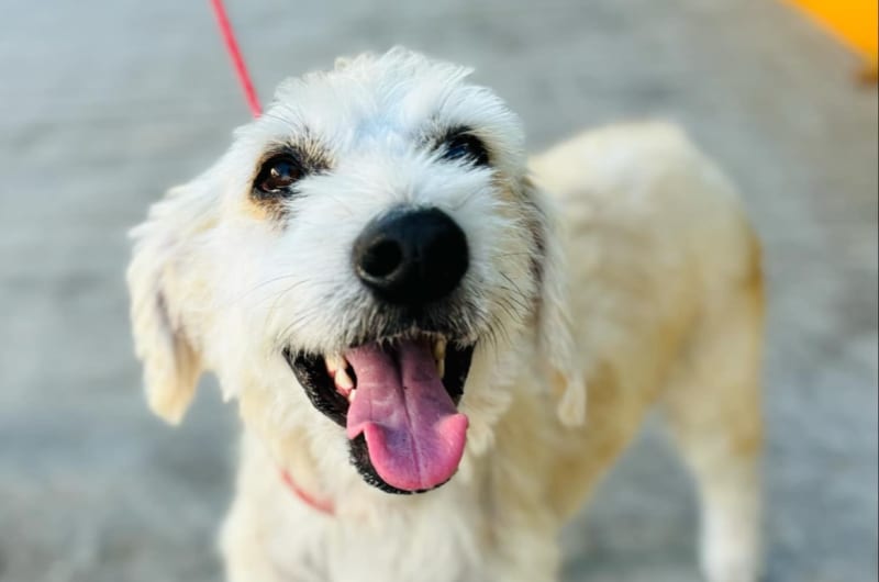 Accesorios + Estética Canina Herrada´s Pets — photo 2