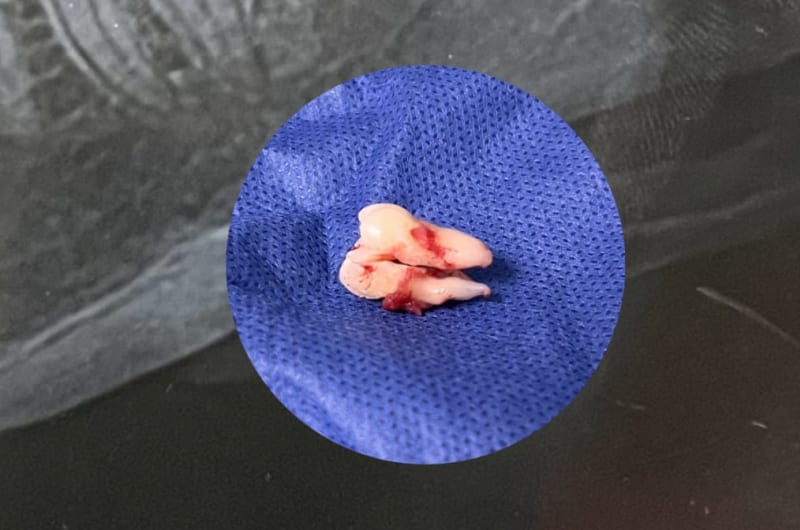 Cirujano Dentista Alba López Cortez — photo 1