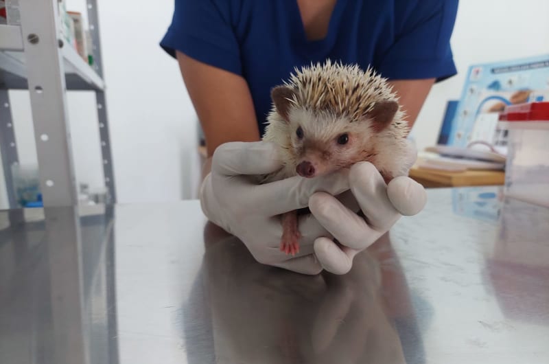 Veterinaria Cokos Pets — photo 1