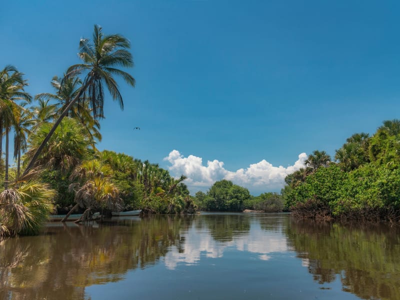 Tropical lagoon with palm trees and mangroves in Ventanilla, Oaxaca