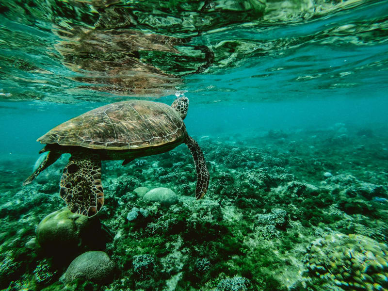 Sea turtle nesting beach of Playa Escobilla
