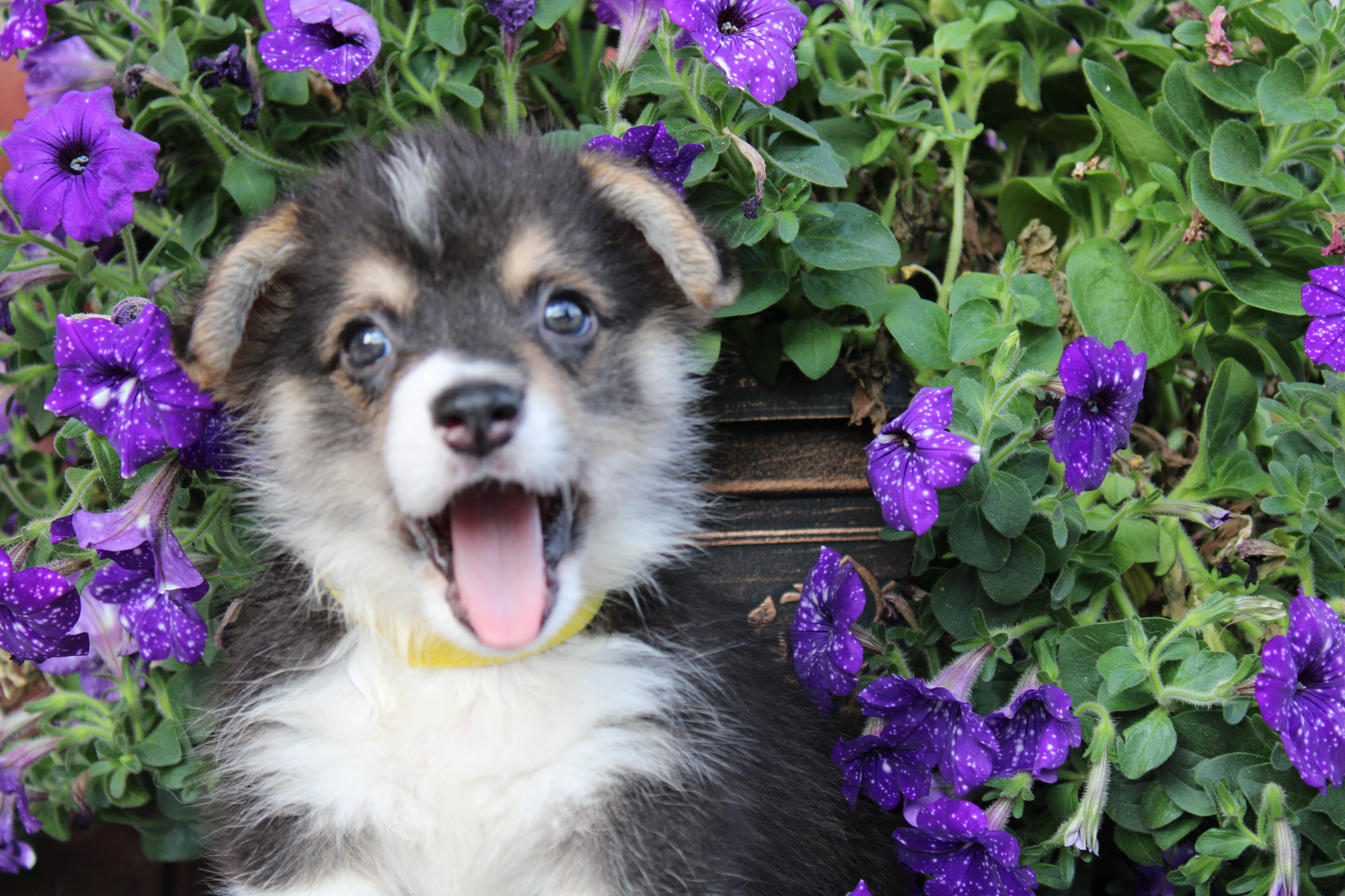 puppy with tongue out