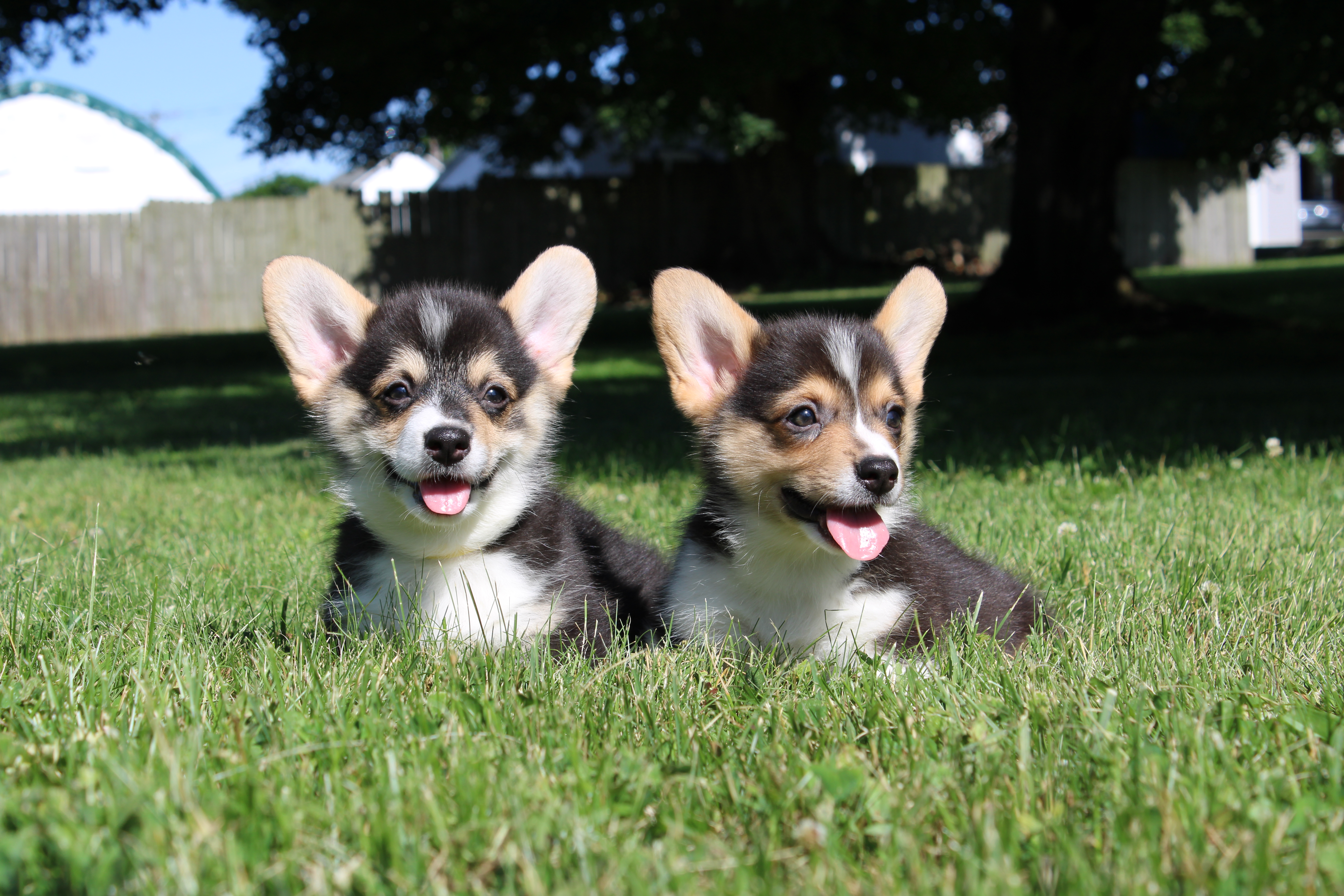 two puppies sitting in the grass