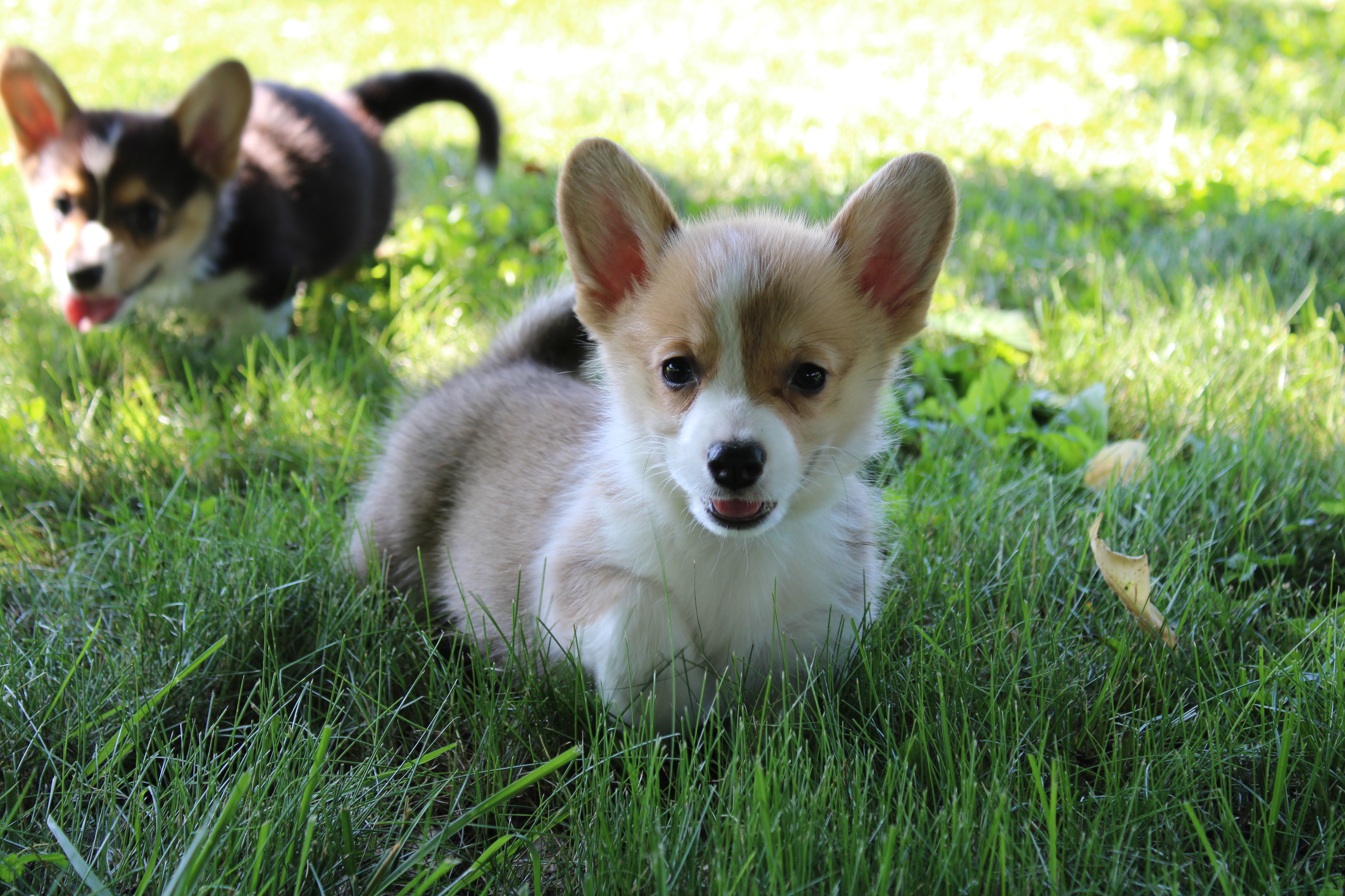 puppies walking in grass