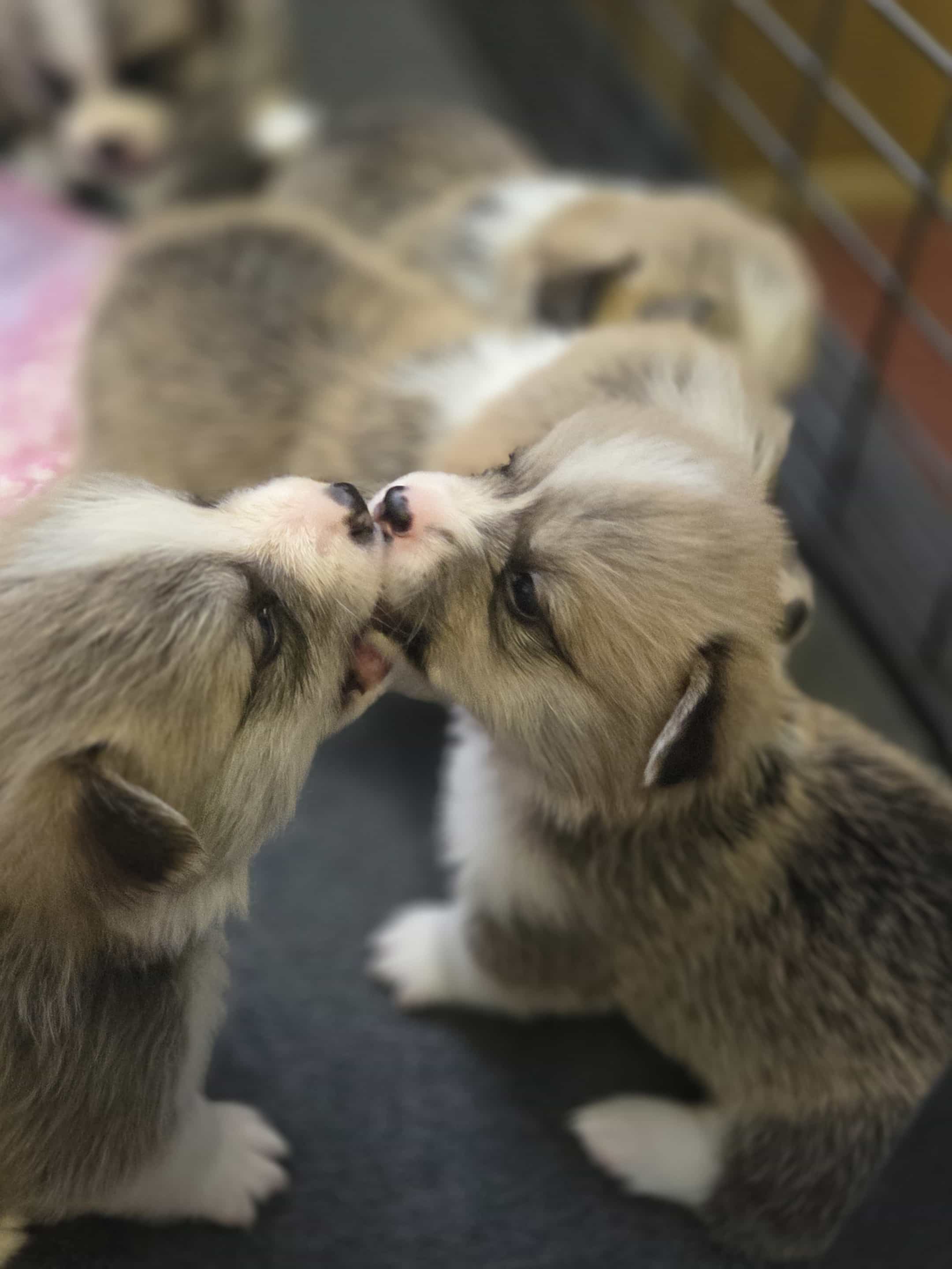 corgi puppy