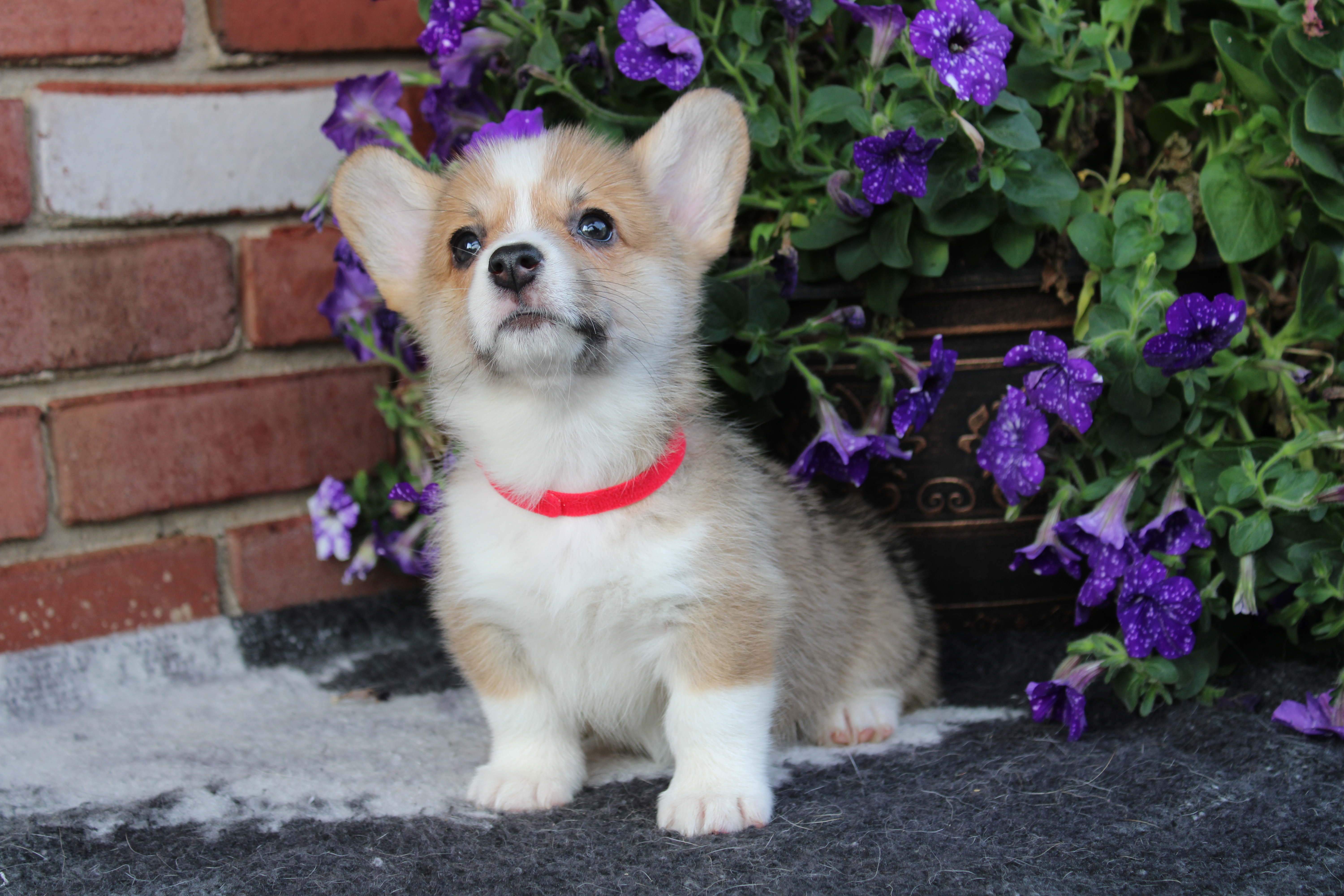 puppy looking up