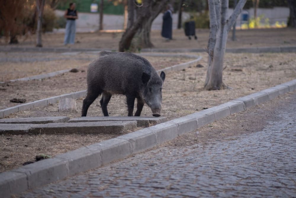 Un senglar de 122 quilos tenia atemorits als veïns d'un poble gallec. Van fer falta 23 caçadors