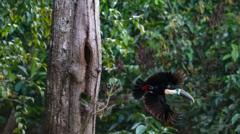 El Brasil veu que cau en laforestació d'Amazon com a prova de claus