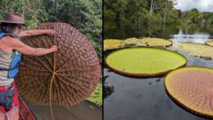 "Victòria colombiana": el fascinant descobriment d'una planta aquàtica gegant a Sud-amèrica que es veu des de l'espai