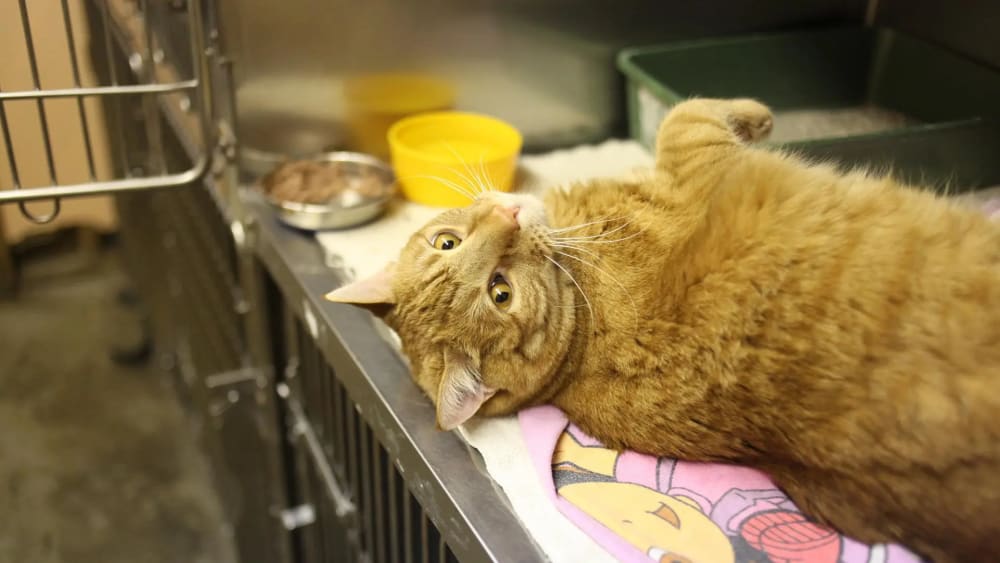 Per què dos gats que es portaven bé es barallen després de portar a un al veterinari