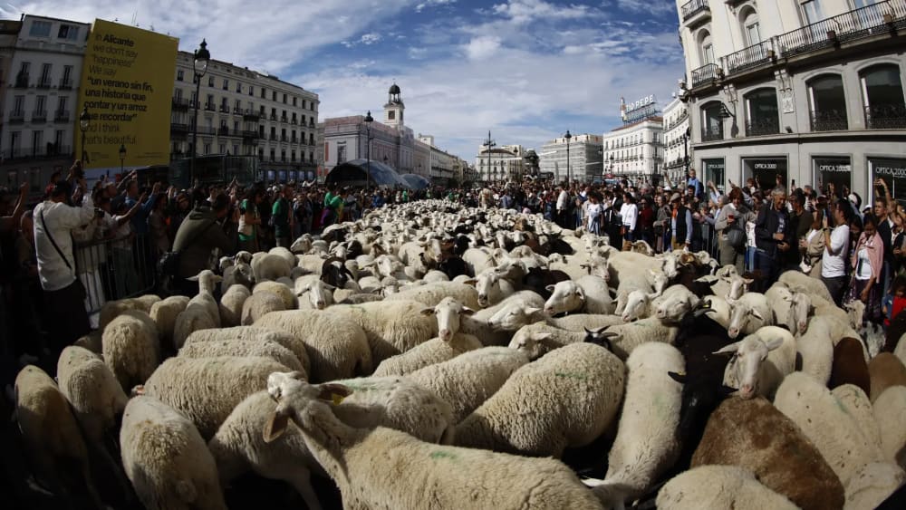 La Festa de la Transhumància preveu finalitzar la ruta de les ovelles a l'entorn de la Plaça Major per l'acampada en la zona de Sol