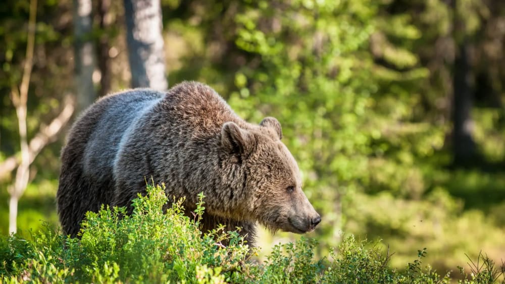 Multen a una dona russa per crear una foto d'un ós amb IA i espantar als seus veïns