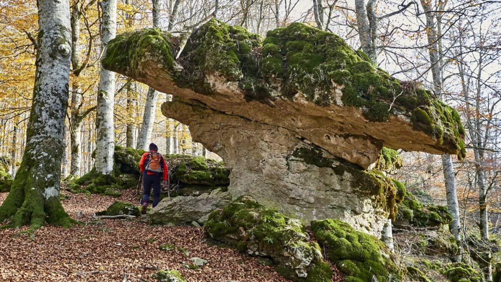 La ruta de fantasia en el nord d'Espanya ideal per a fer a la tardor: s'endinsa en una fageda 'encantada'