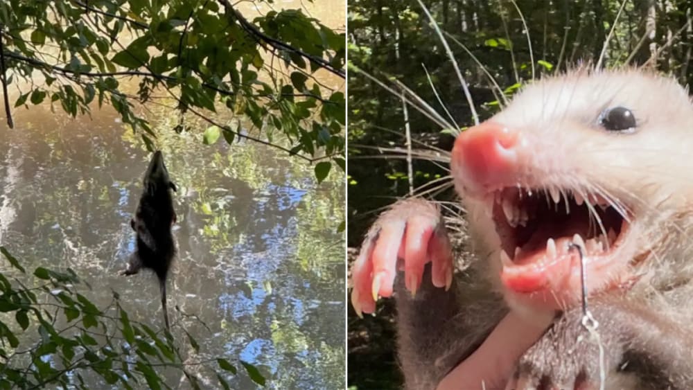 Una zarigüeya és rescatada d'un arbre després de quedar enganxada en un ham de pesca