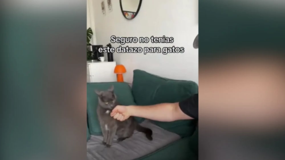 El cridaner truc d'un jove per a calmar al seu gat i que deixi de mossegar-li