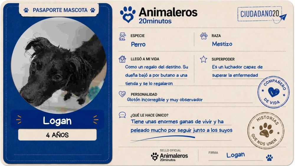 Logan, el mestís que va superar la malaltia i assenyala l'aixeta de la dutxa amb el seu musell quan vol aigua