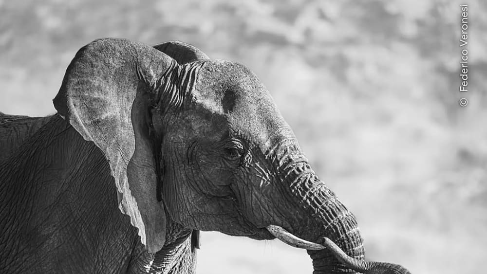 La impactant foto d'una elefanta carregant amb la seva cria morta gana el 'Wildlife Photographer of the Year'